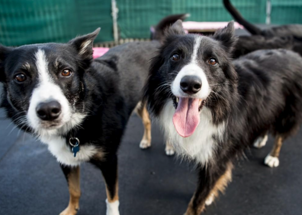 Noms de chiots les plus populaires en Amérique 