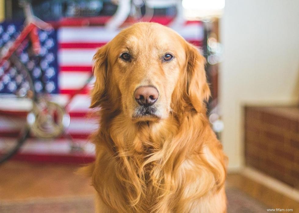 Noms de chiots les plus populaires en Amérique 