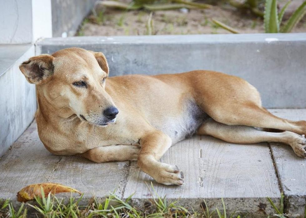 Noms de chiots les plus populaires en Amérique 