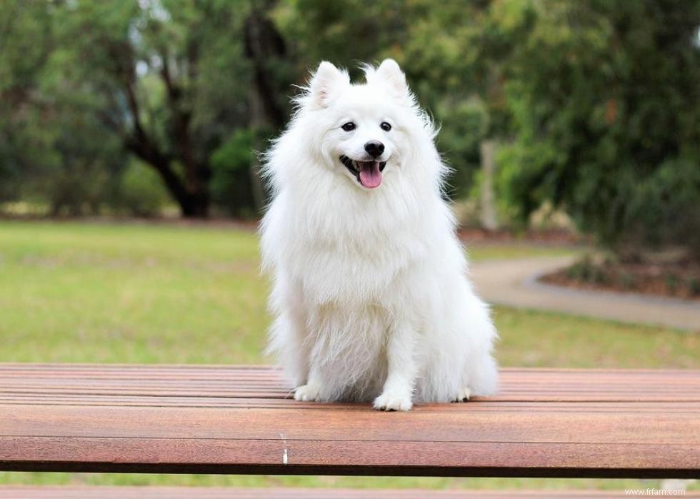 Noms de chiots les plus populaires en Amérique 