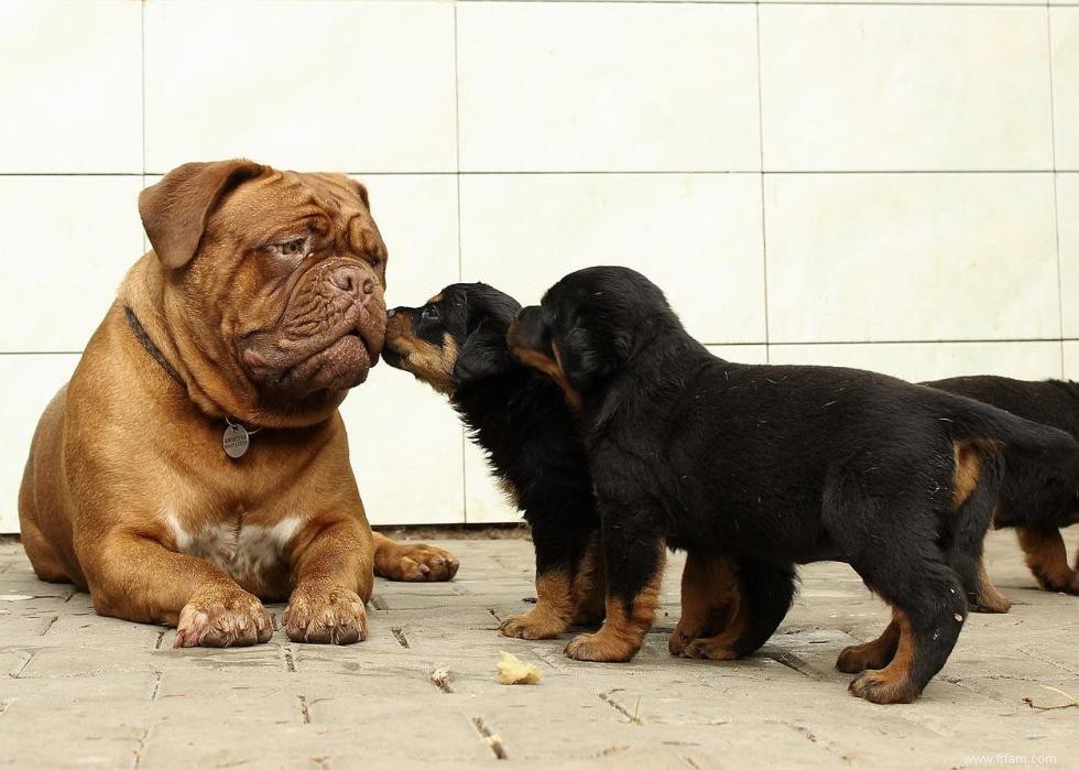 Noms de chiots les plus populaires en Amérique 