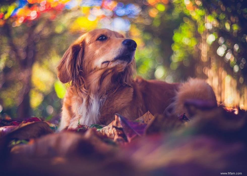 Noms de chiots les plus populaires en Amérique 