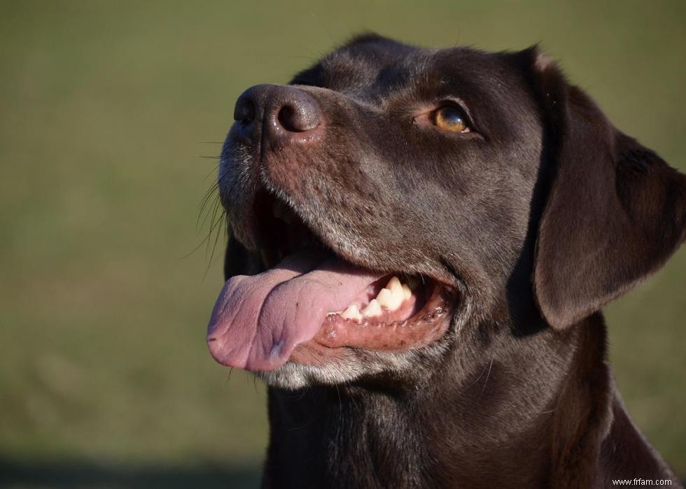 Noms de chiots les plus populaires en Amérique 