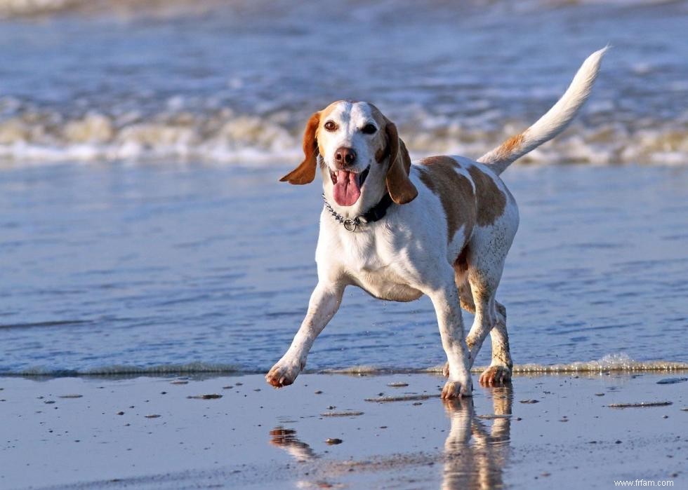 Noms de chiots les plus populaires en Amérique 