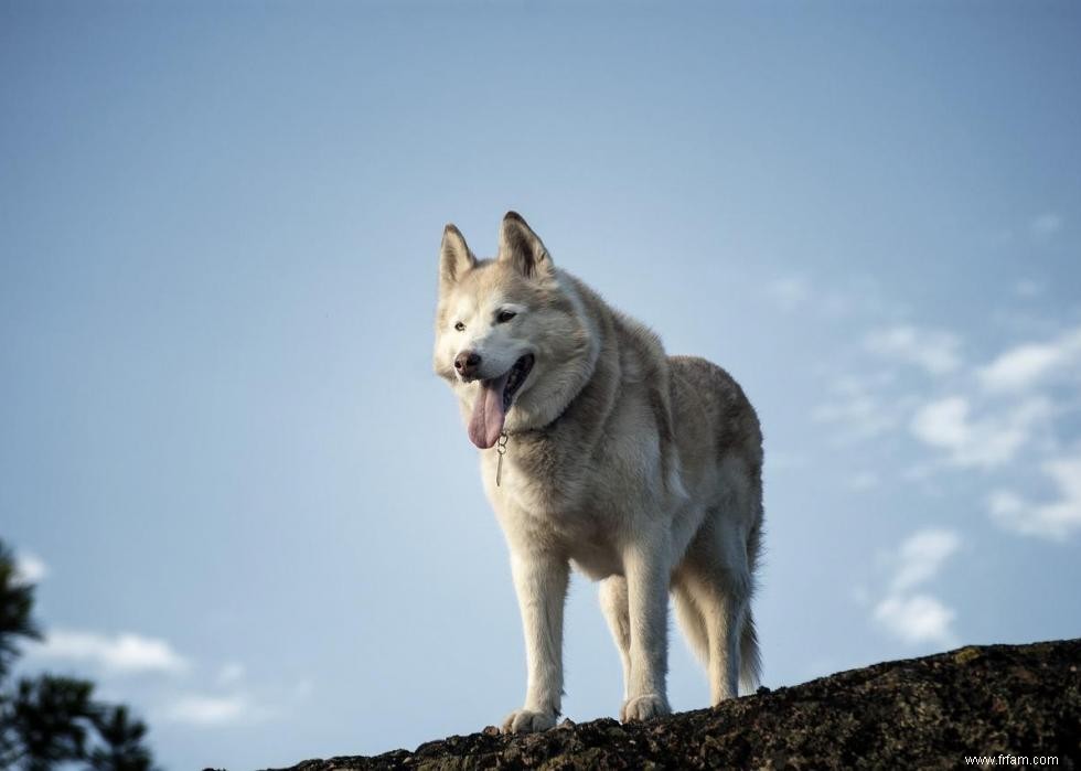 Noms de chiots les plus populaires en Amérique 