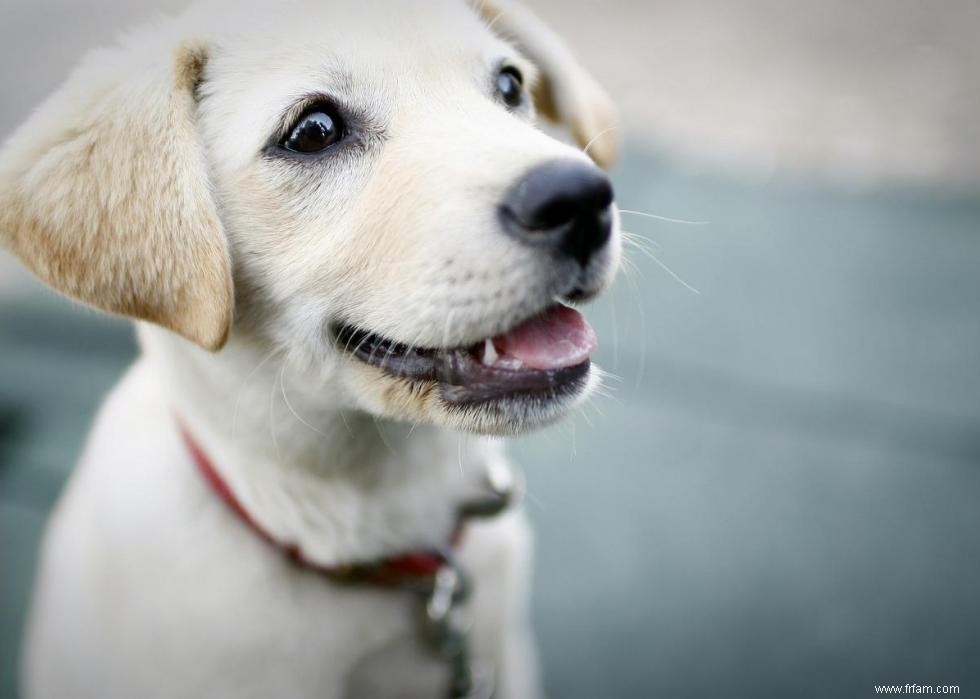 Noms de chiots les plus populaires en Amérique 