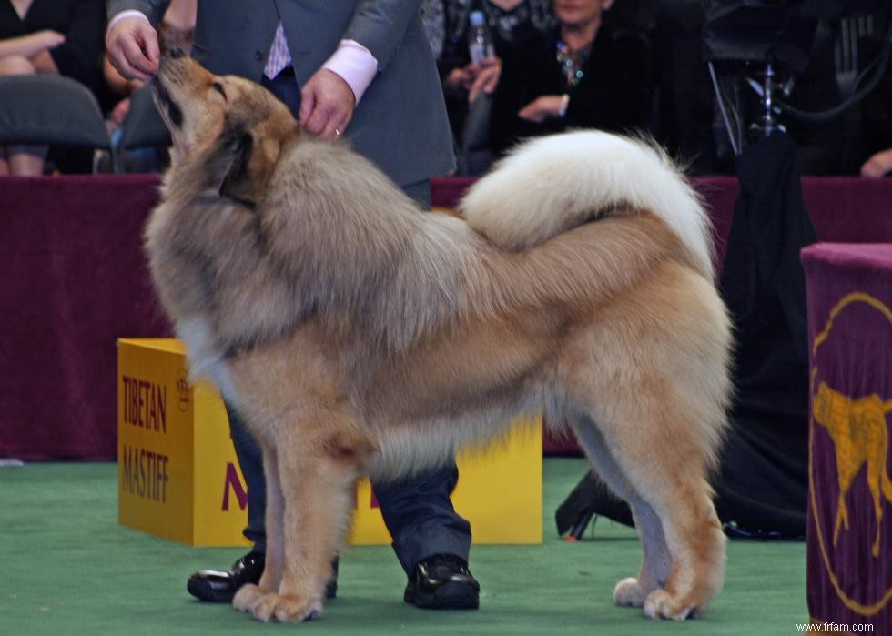 Races de chiens de garde les plus populaires 