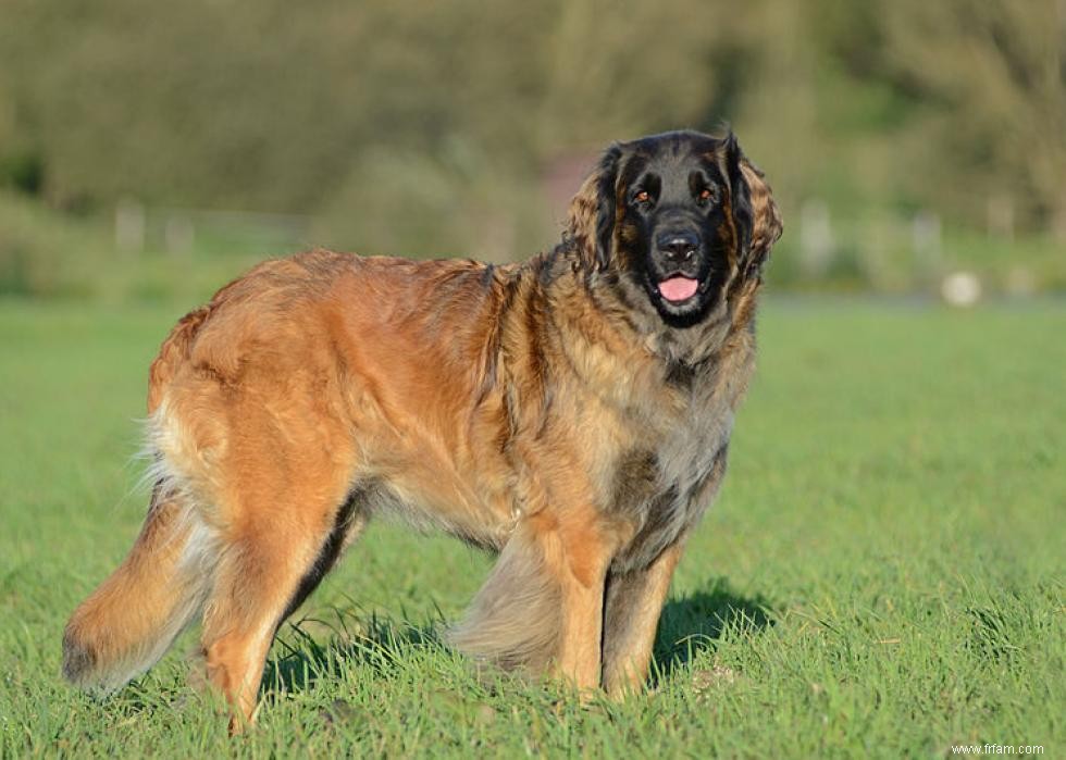 Races de chiens de garde les plus populaires 