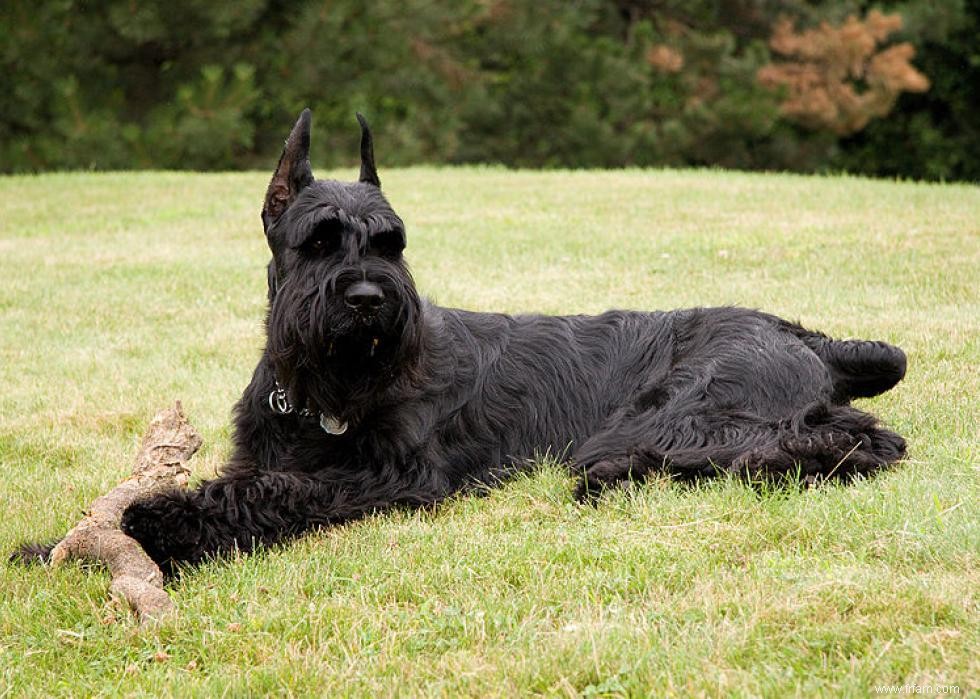 Races de chiens de garde les plus populaires 