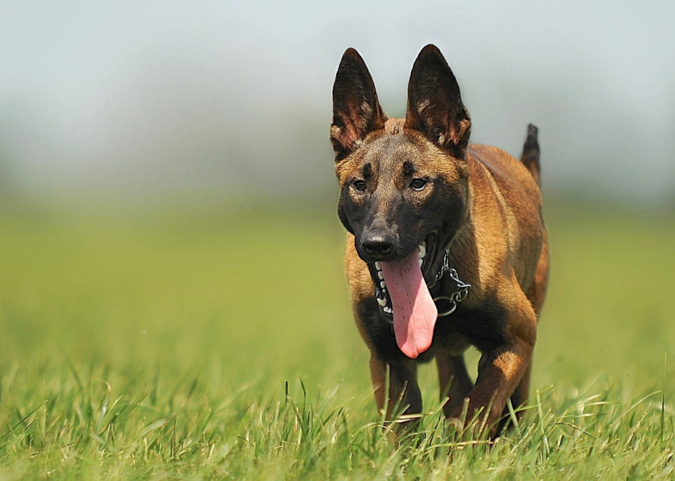 Races de chiens de garde les plus populaires 