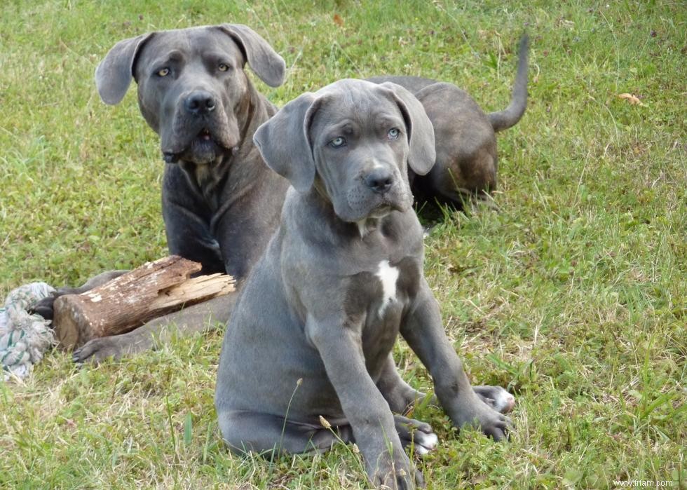 Races de chiens de garde les plus populaires 