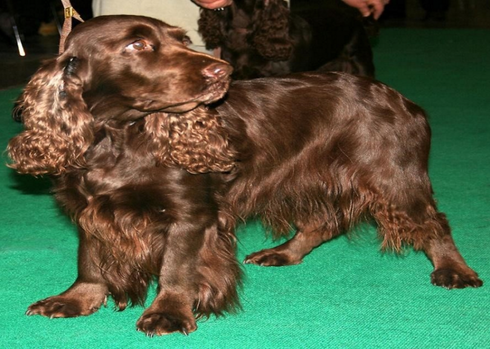 50 races de chiens les moins populaires en Amérique 