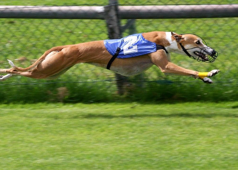 50 races de chiens les moins populaires en Amérique 