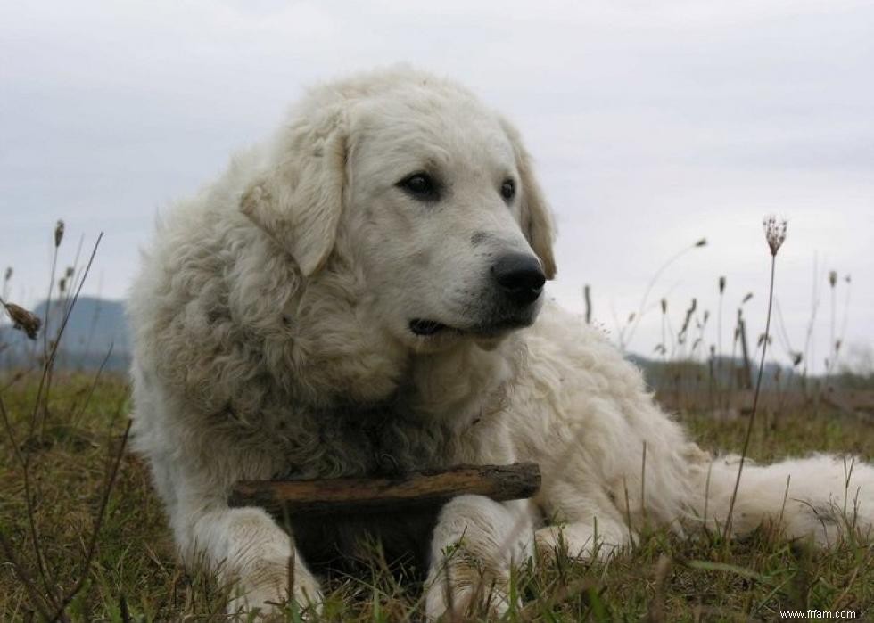 50 races de chiens les moins populaires en Amérique 