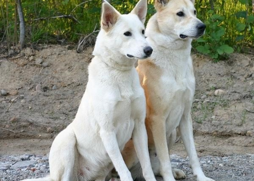 50 races de chiens les moins populaires en Amérique 