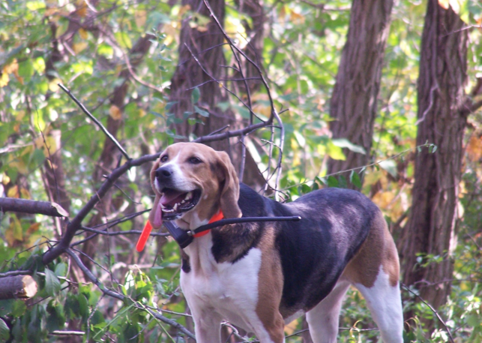 50 races de chiens les moins populaires en Amérique 