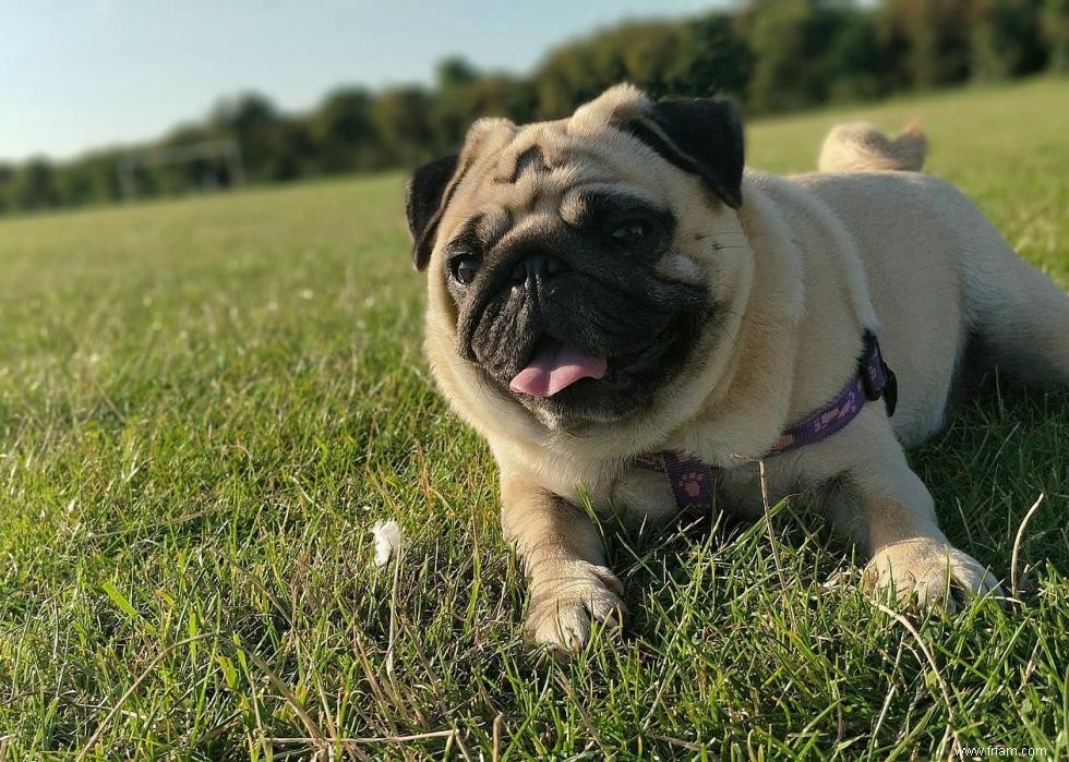 Grandes races de chiens pour la génération Y 