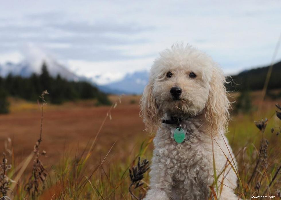 Grandes races de chiens pour la génération Y 