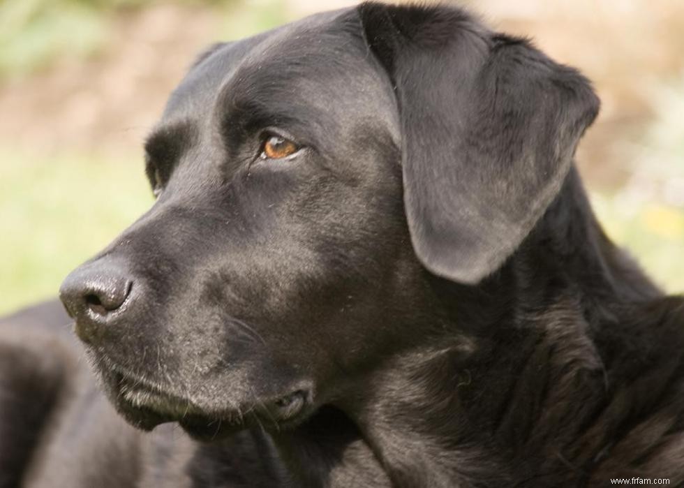 Grandes races de chiens pour la génération Y 