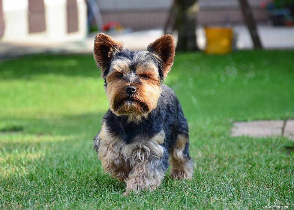 Grandes races de chiens pour la génération Y 