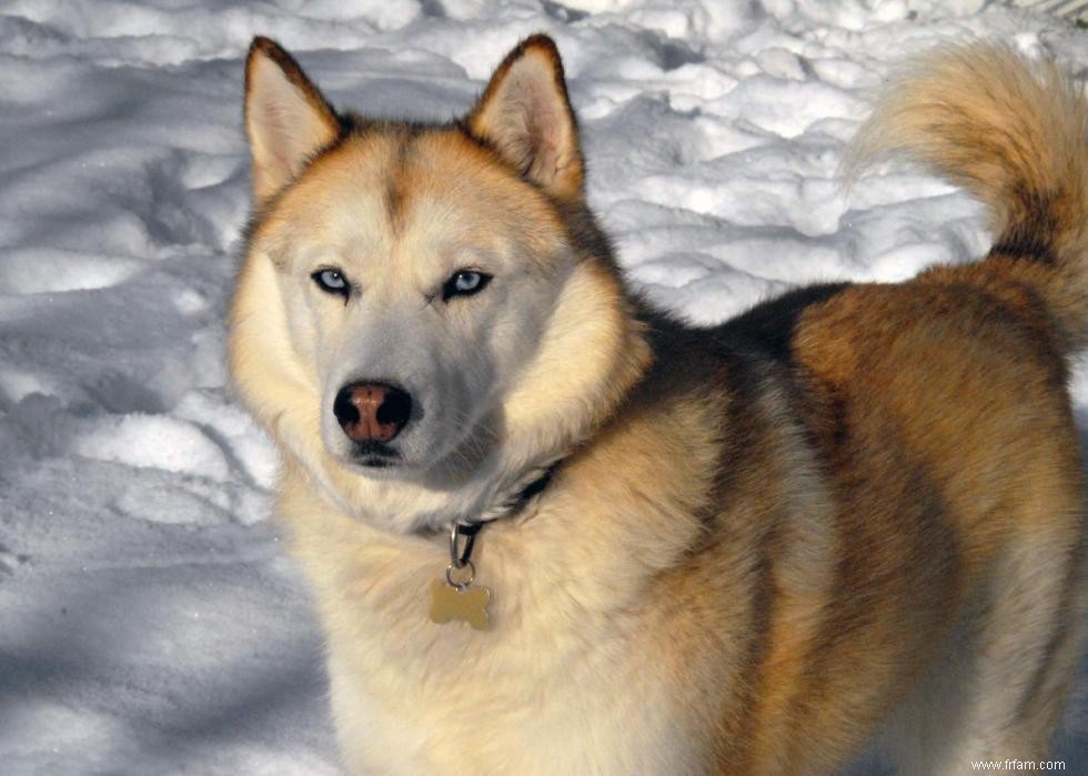 Grandes races de chiens pour la génération Y 