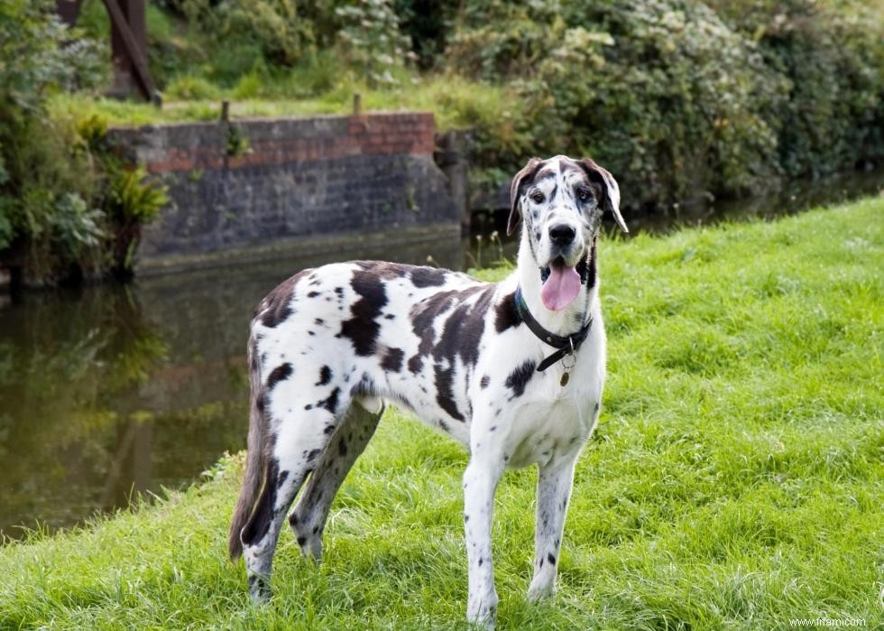 Grandes races de chiens pour la génération Y 