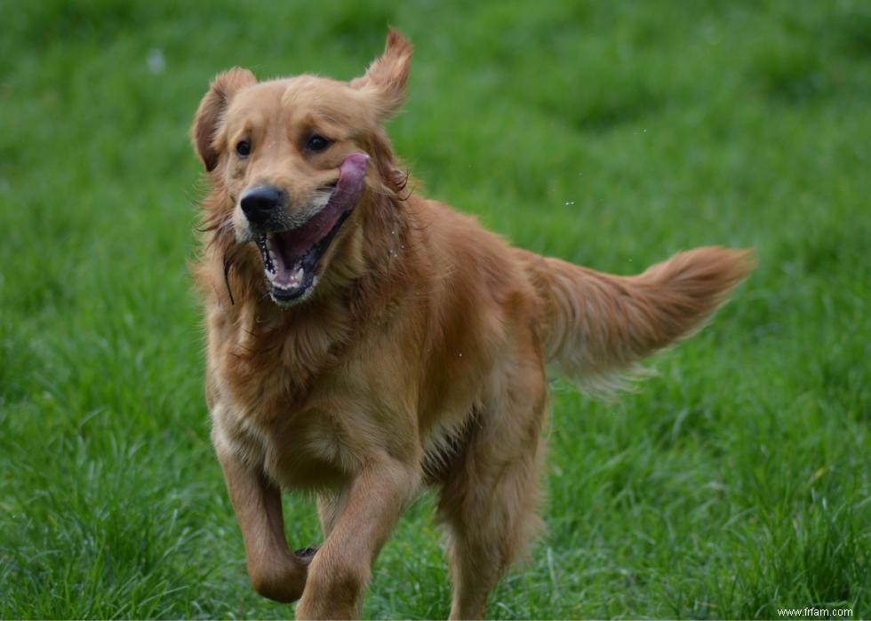 Grandes races de chiens pour la génération Y 