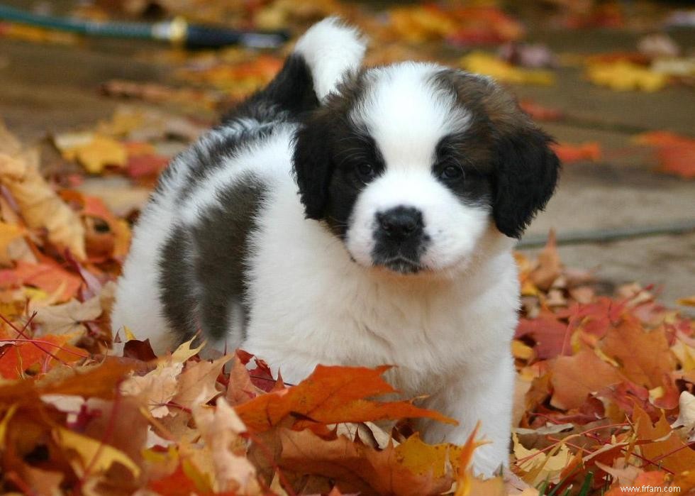 Grandes races de chiens pour la génération Y 