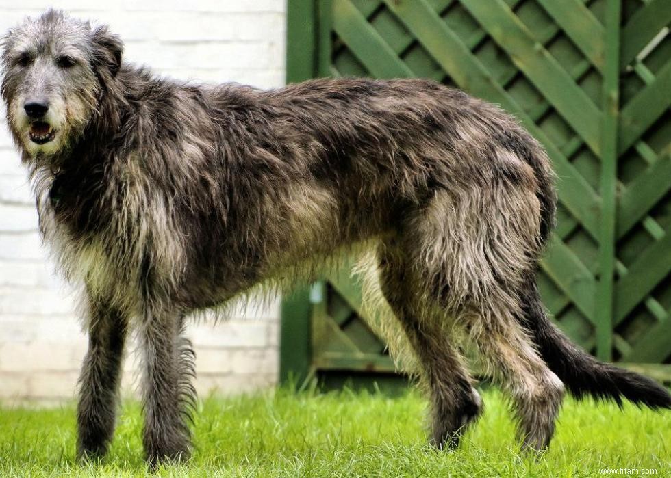 Races de chiens avec la popularité la plus intemporelle 