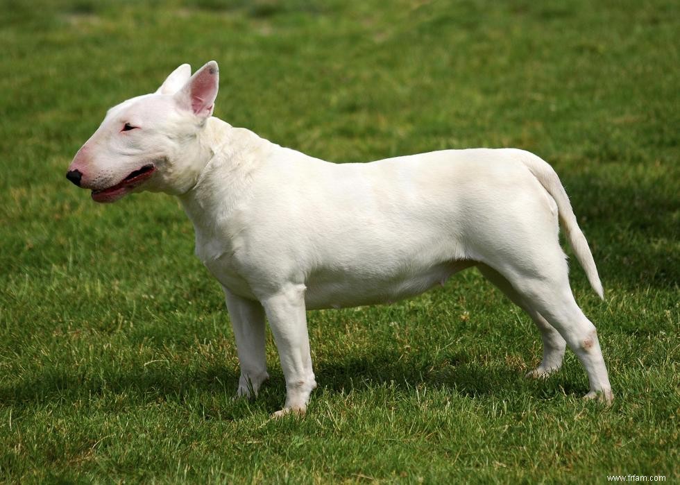 Races de chiens avec la popularité la plus intemporelle 