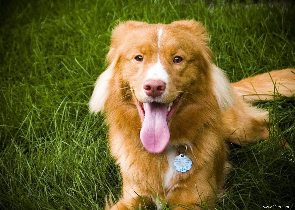 Races de chiens avec la popularité la plus intemporelle 