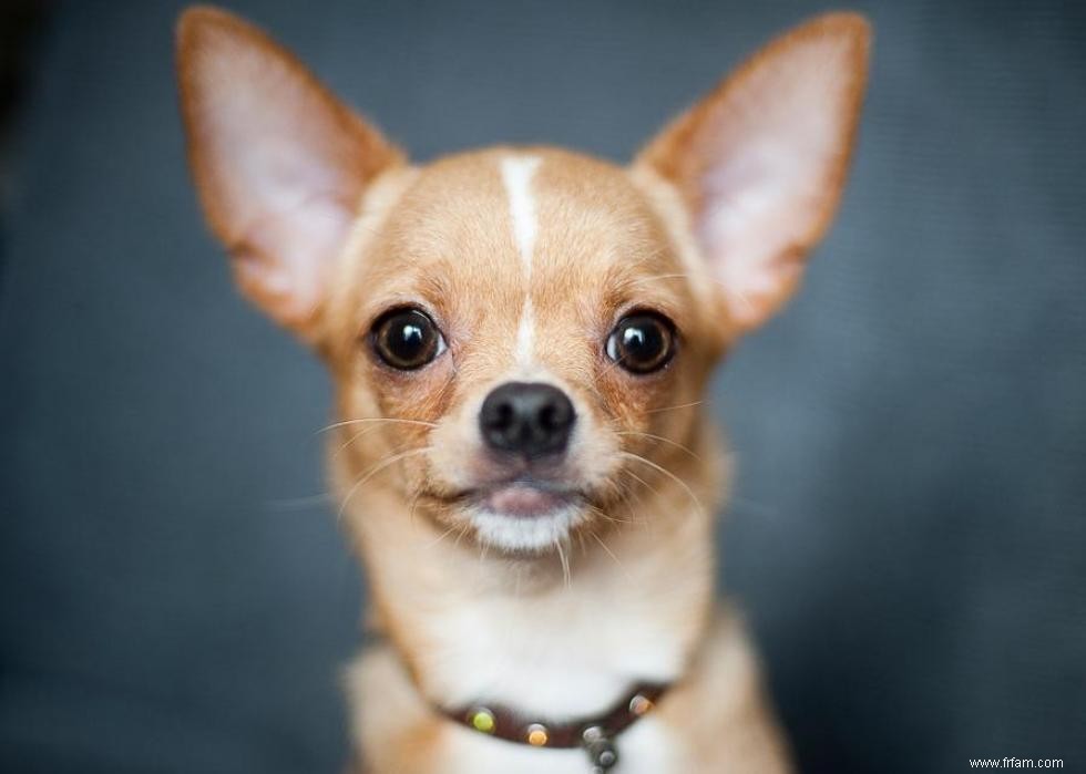 Races de chiens avec la popularité la plus intemporelle 