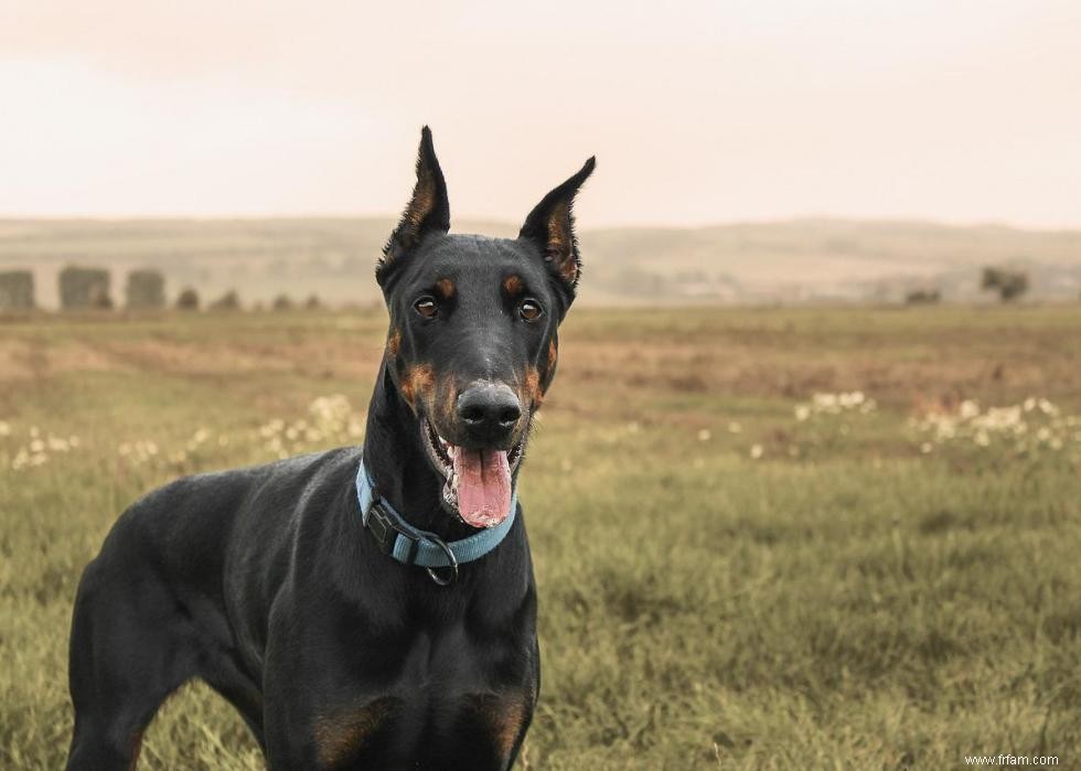 Races de chiens avec la popularité la plus intemporelle 