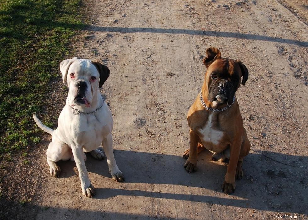 Races de chiens avec la popularité la plus intemporelle 