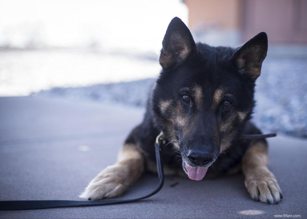 Races de chiens avec la popularité la plus intemporelle 