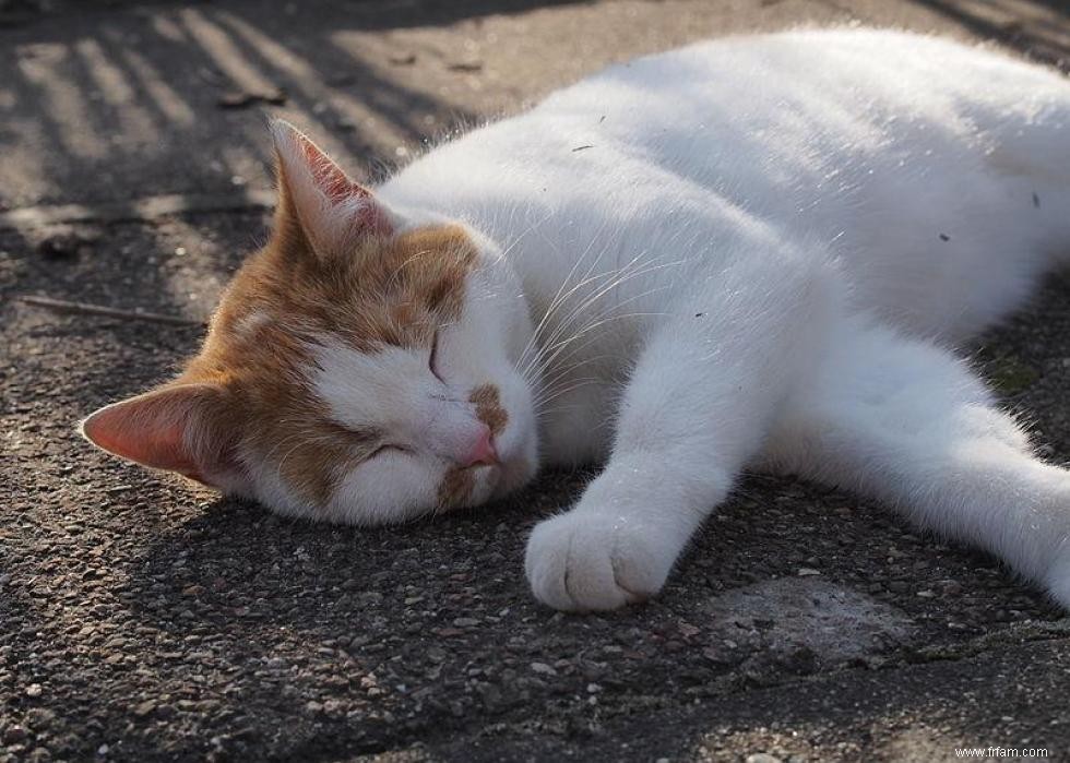 30 façons dont les chats ne sont pas si différents des chiens 