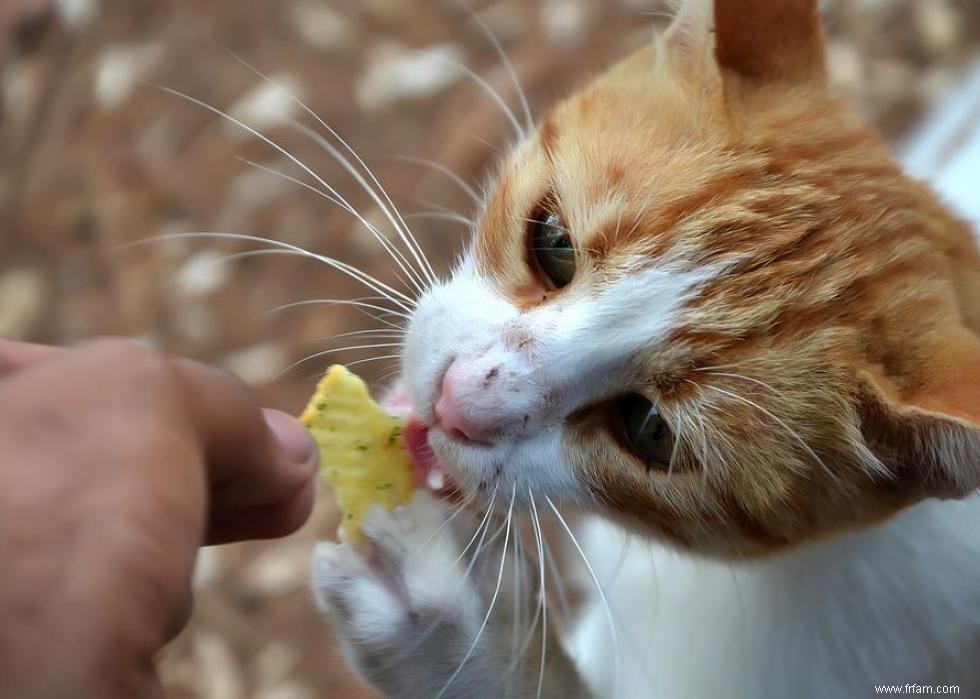 30 façons dont les chats ne sont pas si différents des chiens 