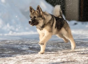 Les races de chiens perdent en popularité 