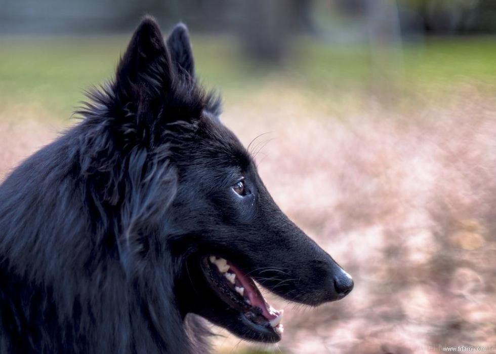 Les races de chiens perdent en popularité 