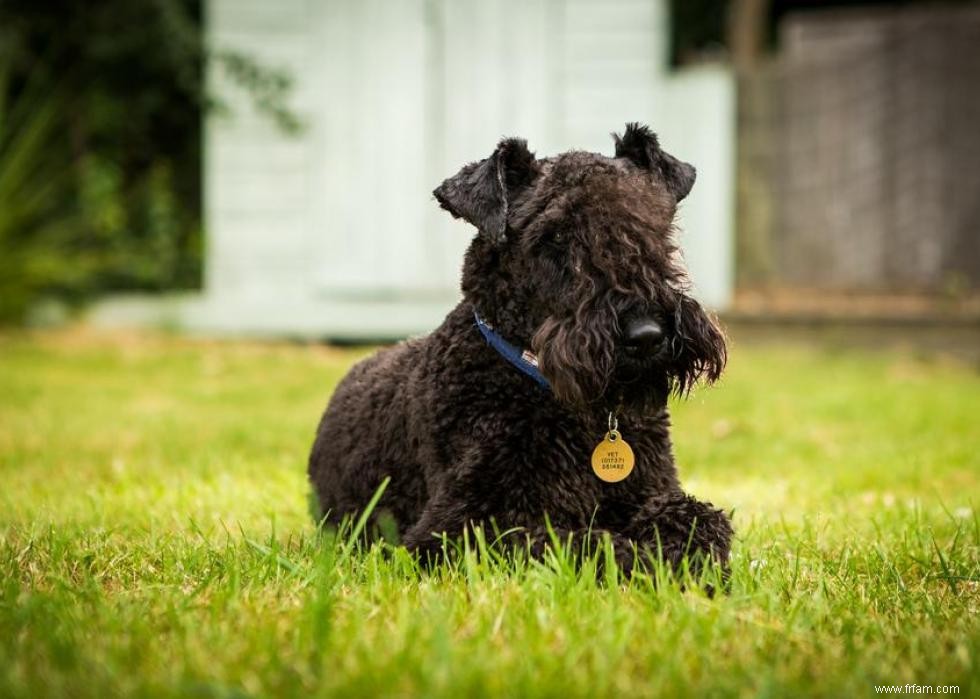 Les races de chiens perdent en popularité 