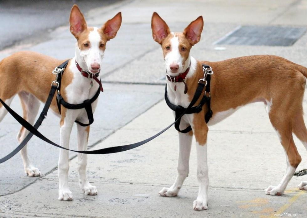 Les races de chiens perdent en popularité 