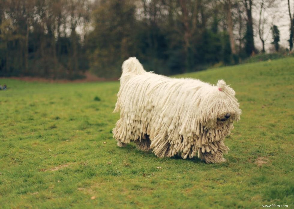 Les races de chiens perdent en popularité 