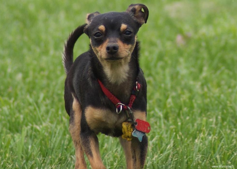 Les races de chiens perdent en popularité 