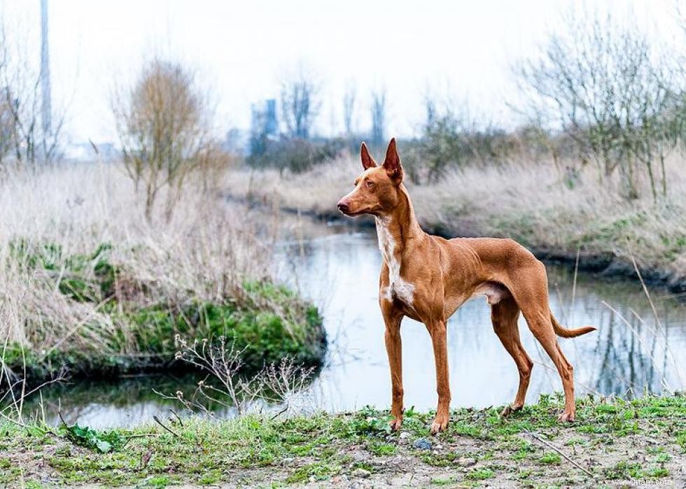 Les races de chiens perdent en popularité 