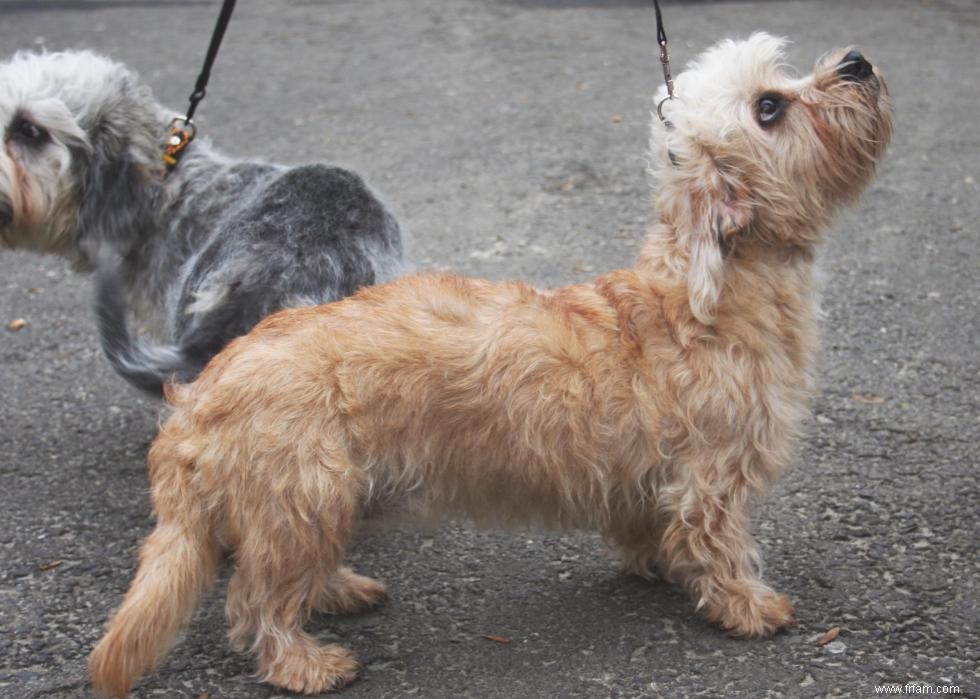 Les races de chiens perdent en popularité 