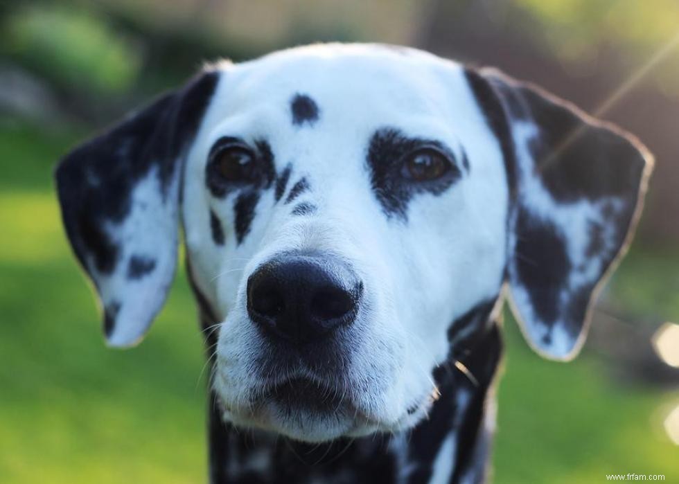 Les races de chiens perdent en popularité 