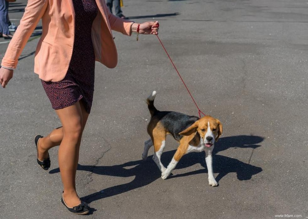 Les races de chiens perdent en popularité 