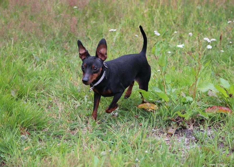 Les races de chiens perdent en popularité 