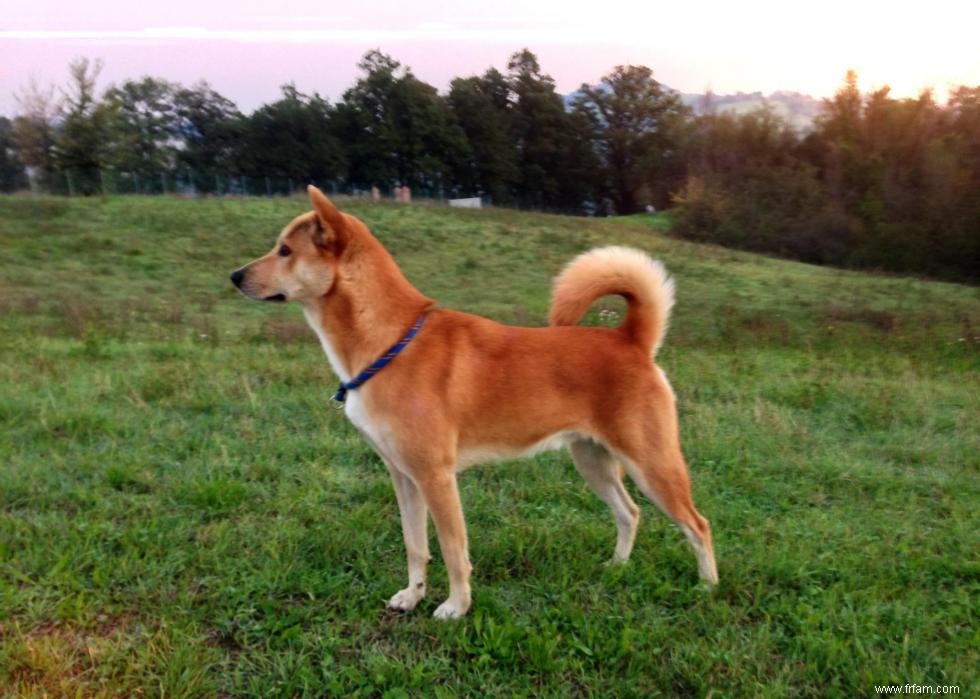 Les races de chiens perdent en popularité 