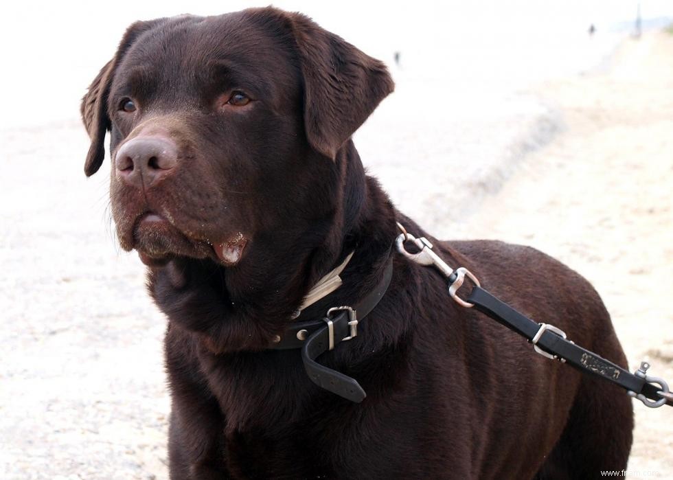 Race de chien la plus populaire dans chaque état 